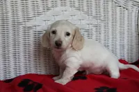 Rhapsody  F mc#113. ACA , a female Dachshund for sale in Westminster, SC – Photo 2 of 10