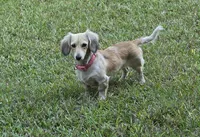 Rhapsody  F mc#113. ACA , a female Dachshund for sale in Westminster, SC – Photo 8 of 10