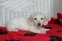 Rhapsody  F mc#113. ACA , a female Dachshund for sale in Westminster, SC – Photo 6 of 10