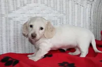 Rhapsody  F mc#113. ACA , a female Dachshund for sale in Westminster, SC – Photo 3 of 10