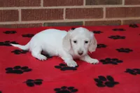 Rhapsody  F mc#113. ACA , a female Dachshund for sale in Westminster, SC – Photo 4 of 10