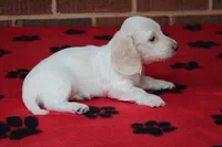 Rhapsody  F mc#113. ACA , a female Dachshund for sale in Westminster, SC – Photo 5 of 10