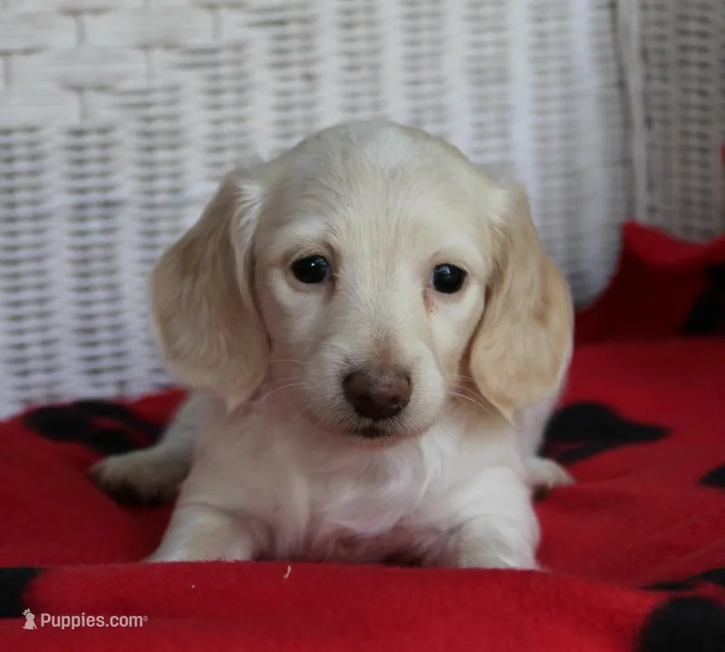 Rhapsody  F mc#113. ACA  – Dachshund puppy for sale in Westminster, SC