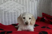 Rhapsody  F mc#113. ACA , a female Dachshund for sale in Westminster, SC – Photo 7 of 10