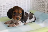 Blossom. F.  AKC. Mc22522, a female Dachshund for sale in Westminster, SC – Photo 3 of 10