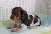 Blossom. F.  AKC. Mc22522, a female Dachshund for sale in Westminster, SC – Photo 4 of 10