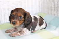 Blossom. F.  AKC. Mc22522, a female Dachshund for sale in Westminster, SC – Photo 2 of 10