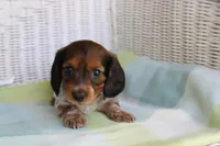 Blossom. F.  AKC. Mc22522, a female Dachshund for sale in Westminster, SC – Photo 6 of 10