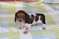 Blossom. F.  AKC. Mc22522, a female Dachshund for sale in Westminster, SC – Photo 7 of 10