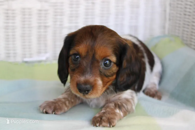 Blossom. F.  AKC. Mc22522 – Dachshund puppy for sale in Westminster, SC
