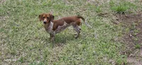 Blossom. F.  AKC. Mc22522, a female Dachshund for sale in Westminster, SC – Photo 9 of 10