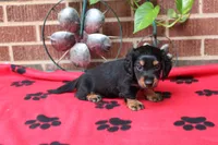 Jess. M  ACA , a male Dachshund for sale in Westminster, SC – 7 of 10