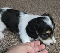 Cookie F  AKC, a female Dachshund for sale in Westminster, SC – 2 of 10