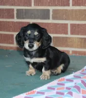 Patty. F AKC mchip #4767, a female Dachshund for sale in Westminster, SC – 2 of 10