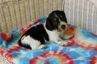 Benji.     F.    AKC , a female Dachshund for sale in Westminster, SC – 5 of 10