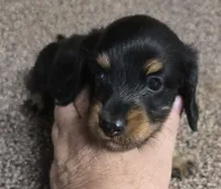 Pipsqueak  F  AKC, a female Dachshund for sale in Westminster, SC – 2 of 8