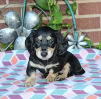 Patty. F AKC mchip #4767, a female Dachshund for sale in Westminster, SC – 3 of 10