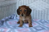 Charlotte.  F  AKC, a female Dachshund for sale in Westminster, SC – 5 of 10