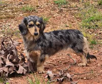 Prince.     M.   ACA, a male Dachshund for sale in Westminster, SC – 9 of 9