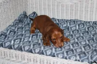 Asher M. AKC  mchip #9111, a male Dachshund for sale in Westminster, SC – 6 of 8