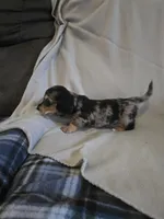 Gizmo. M   ACA, a male Dachshund for sale in Westminster, SC – 7 of 10