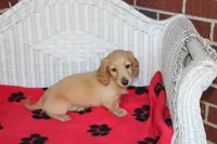 Doc M Cream, a male Dachshund for sale in Westminster, SC – 7 of 9