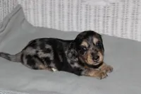 Gizmo. M   ACA, a male Dachshund for sale in Westminster, SC – 3 of 10