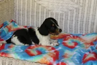 Benji.     F.    AKC , a female Dachshund for sale in Westminster, SC – 8 of 10