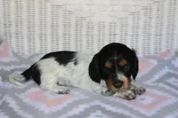 Bonnie.  F.  AKC , a female Dachshund for sale in Westminster, SC – 1 of 10