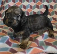 Gabriel.   M.   ACA, a male Dachshund for sale in Westminster, SC – 6 of 10