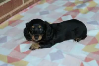 Peaches. AKC. F  MC #9107, a female Dachshund for sale in Westminster, SC – 7 of 10