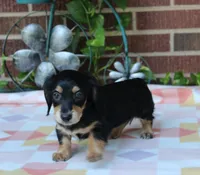 Doris  F. AKC. Mchip#4774, a female Dachshund for sale in Westminster, SC – 6 of 9