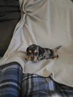 Gizmo. M   ACA, a male Dachshund for sale in Westminster, SC – 6 of 10