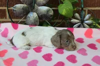 Bella. F  AKC, a female Dachshund for sale in Westminster, SC – 8 of 10