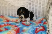 Benji.     F.    AKC , a female Dachshund for sale in Westminster, SC – 2 of 10