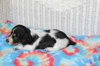 Benji.     F.    AKC , a female Dachshund for sale in Westminster, SC – 7 of 10