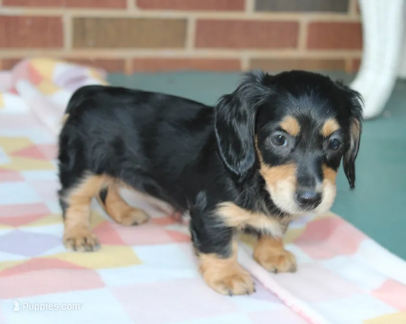 Doris  F. AKC. Mchip#4774 – Dachshund puppy for sale in Westminster, SC