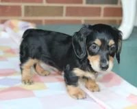 Doris  F. AKC. Mchip#4774, a female Dachshund for sale in Westminster, SC – 1 of 9