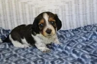Bubba  M.  AKC, a male Dachshund for sale in Westminster, SC – 5 of 10