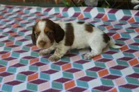 Bessie.  F.   AKC , a female Dachshund for sale in Westminster, SC – 6 of 9