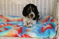 Benji.     F.    AKC , a female Dachshund for sale in Westminster, SC – 4 of 10