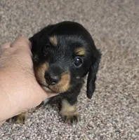 Pipsqueak  F  AKC, a female Dachshund for sale in Westminster, SC – 3 of 8
