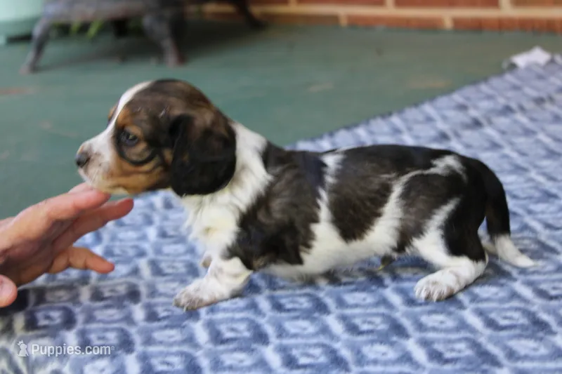 Bubba  M.  AKC – Dachshund puppy for sale in Westminster, SC