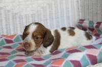 Bessie.  F.   AKC , a female Dachshund for sale in Westminster, SC – 2 of 9