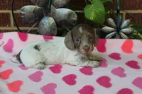 Bella. F  AKC, a female Dachshund for sale in Westminster, SC – 5 of 10
