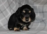 Gunther  M.  ACA, a male Dachshund for sale in Westminster, SC – 5 of 10