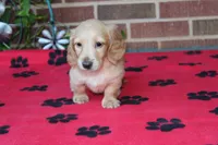 Doc M Cream, a male Dachshund for sale in Westminster, SC – 5 of 9