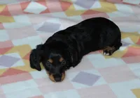 Peaches. AKC. F  MC #9107, a female Dachshund for sale in Westminster, SC – 2 of 10