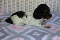 Bonnie.  F.  AKC , a female Dachshund for sale in Westminster, SC – 4 of 10