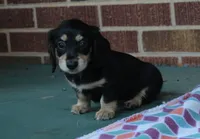 Patty. F AKC mchip #4767, a female Dachshund for sale in Westminster, SC – 4 of 10